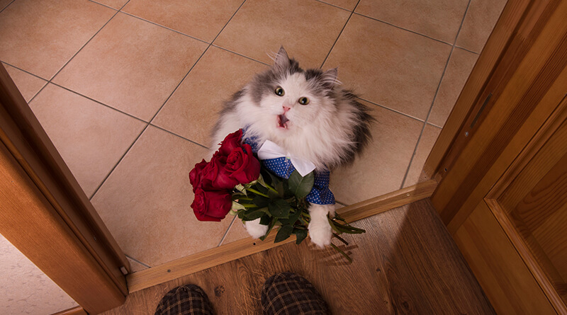 Gatito en la puerta de la casa, con un ramo de rosas rojas.