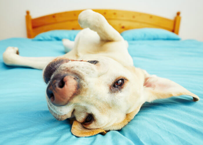 Perro acostado en la cama