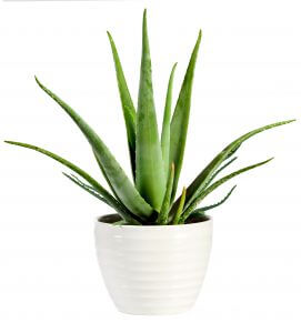 Plantita purificadora, Aloe Vera.