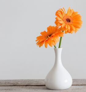 Plantita purificadora, Gerbera.