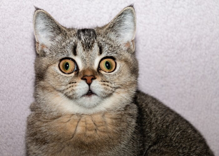 Funny cross eyed cat