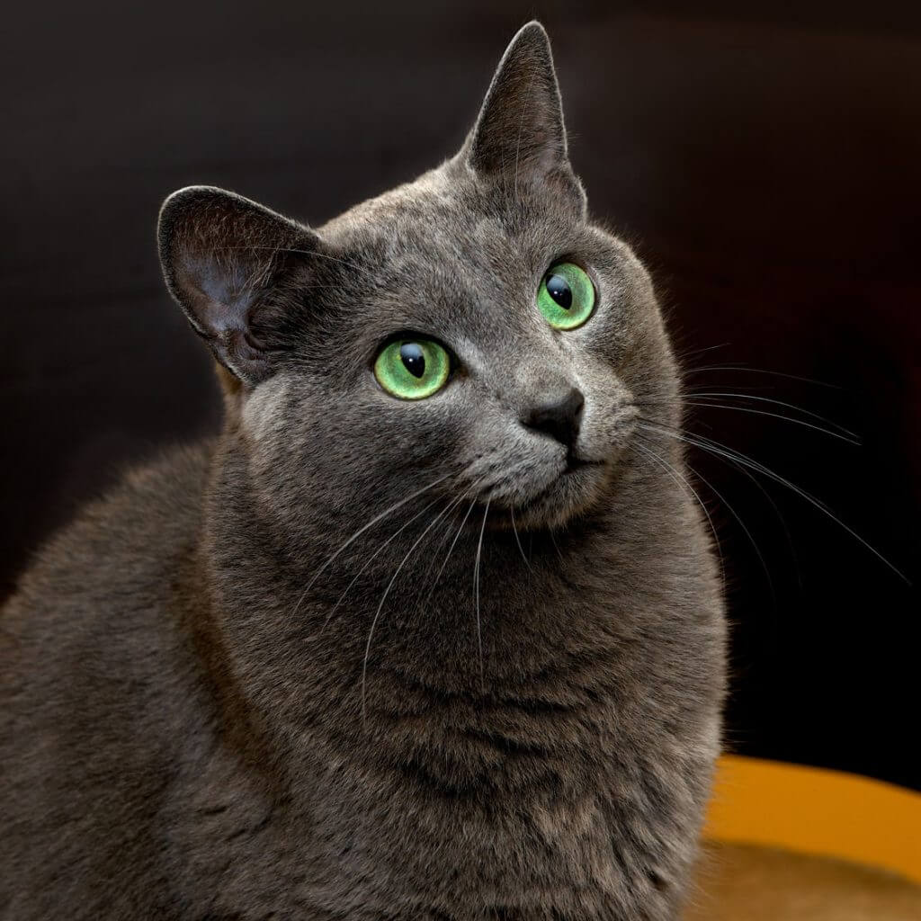gato azul ruso skoon