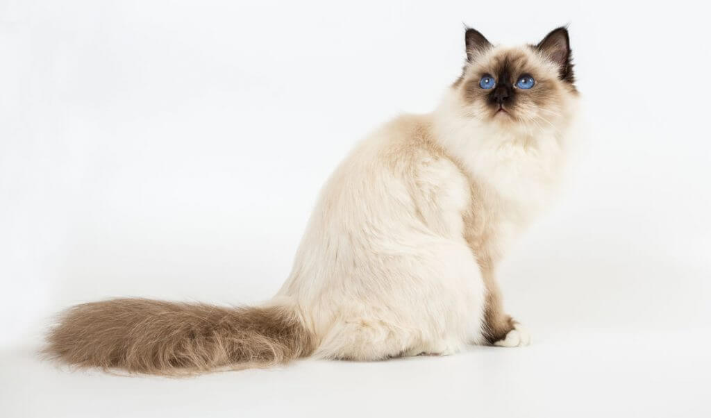 tipos de felinos gato birmanio