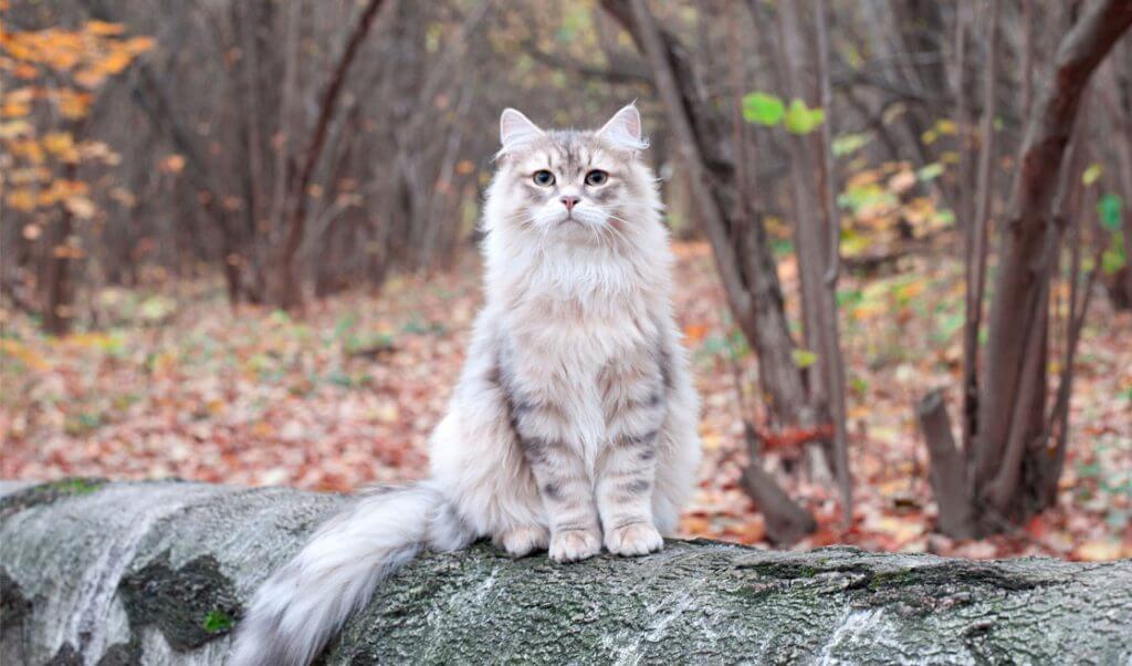 gato siberiano mascota