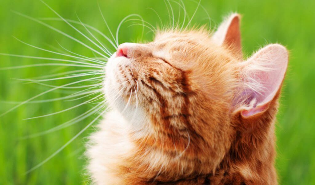 parásitos comunes en gatos