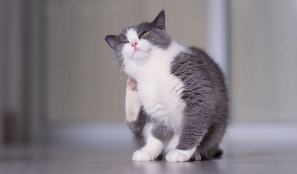 pulgas y garrapatas en gatos, tipos de parásitos