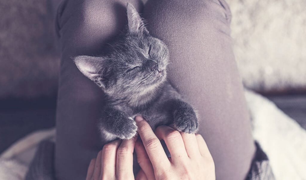 tratamiento enfermedad gatos, veterinario, antiparasitario