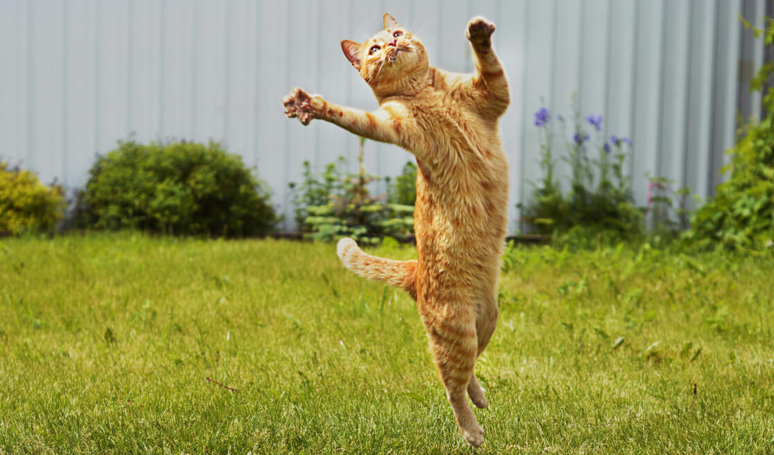 Gato juguetón