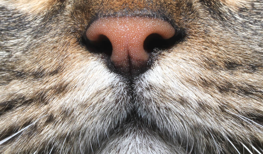 Nariz de gato