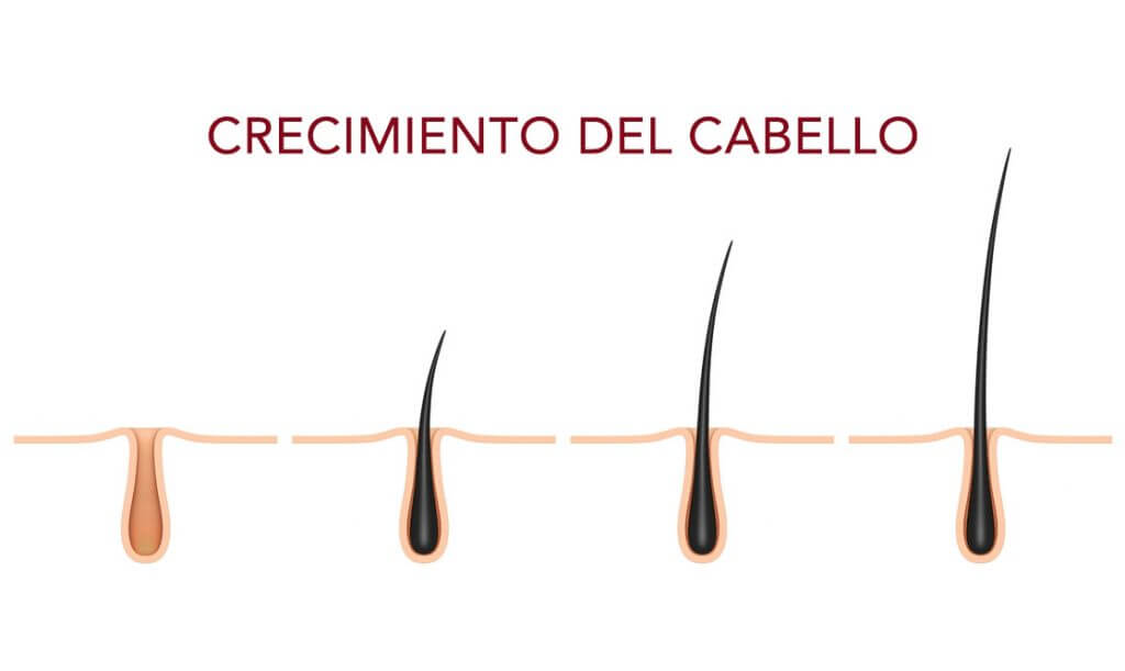 folículos capilares crecimiento, alopecia, caída del cabello