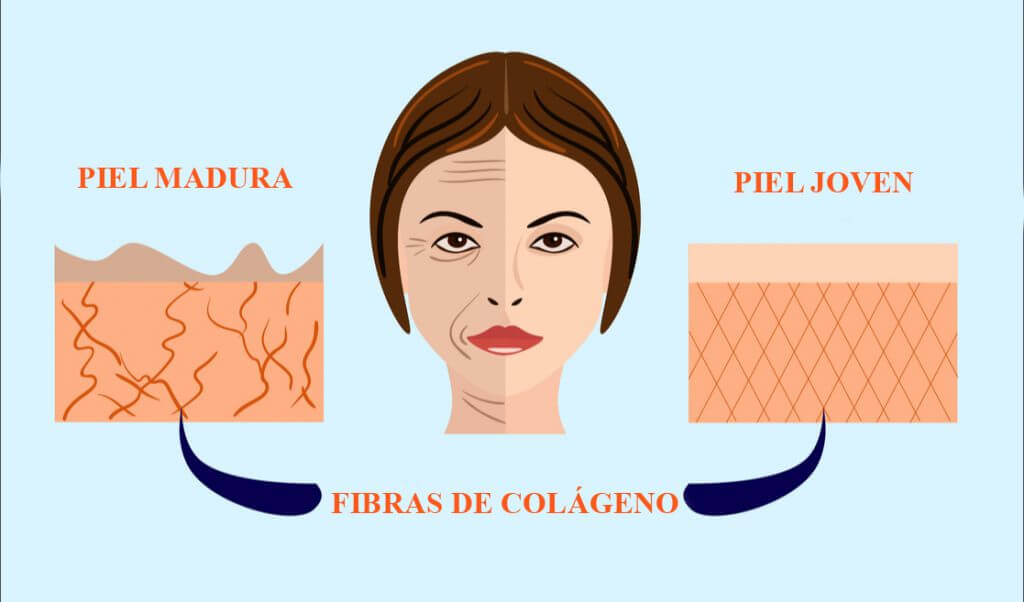 El colágeno en la piel