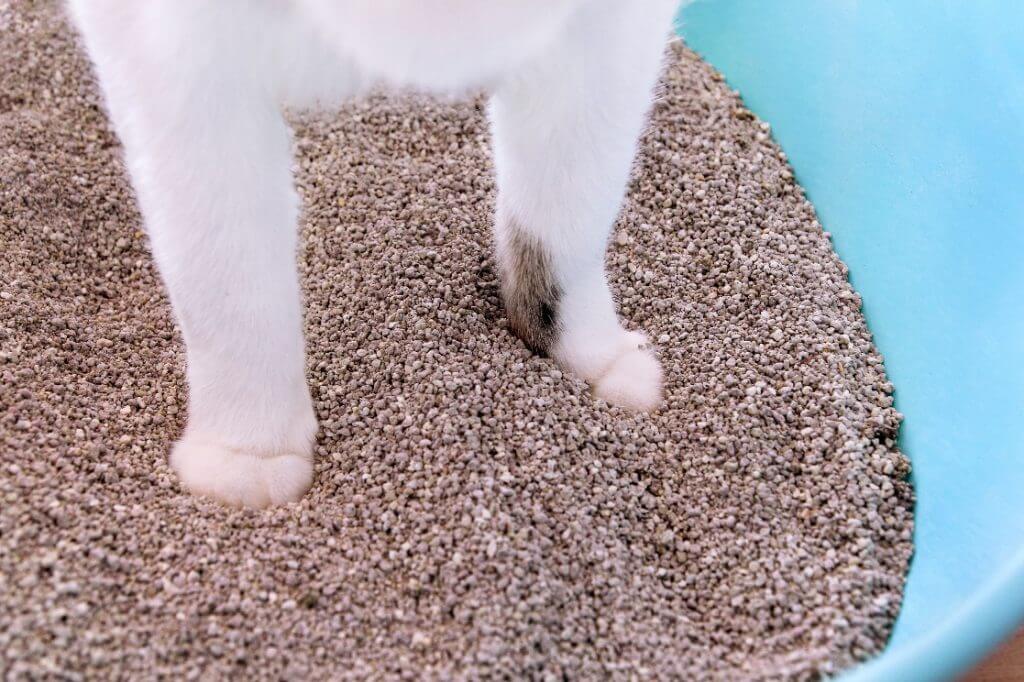 arenas para gatos de arcilla o aglutinante