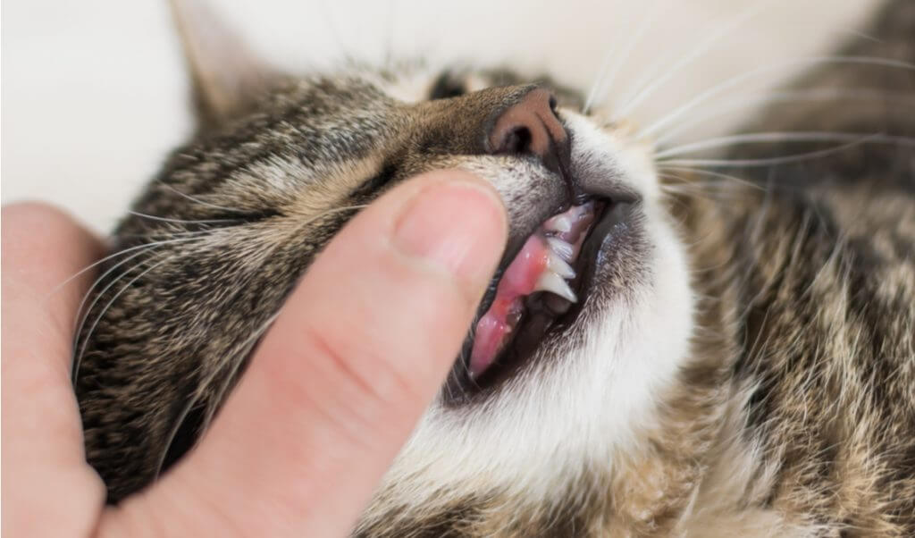 Encías de gato