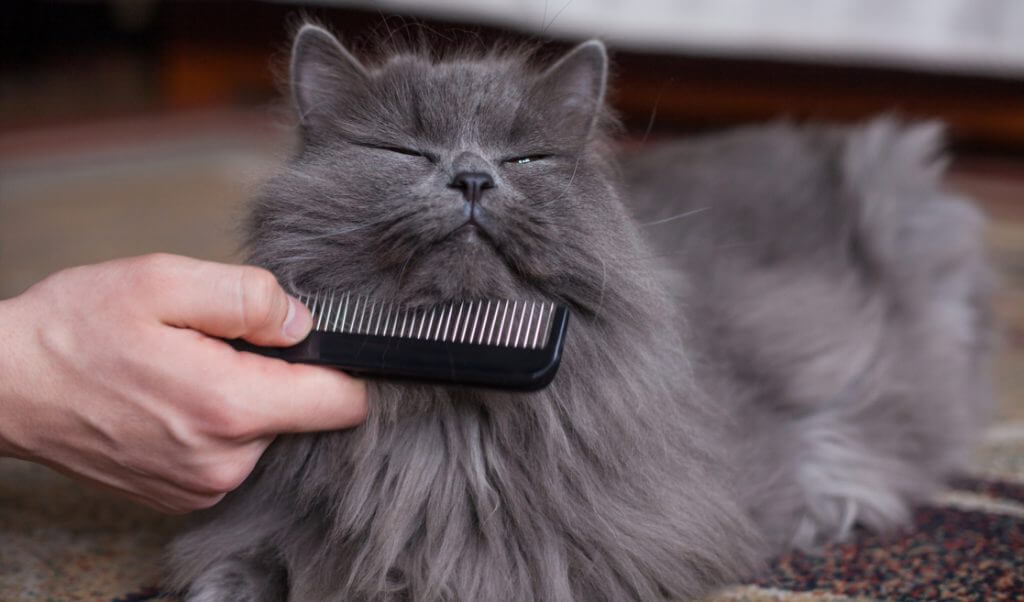 Gato peinado