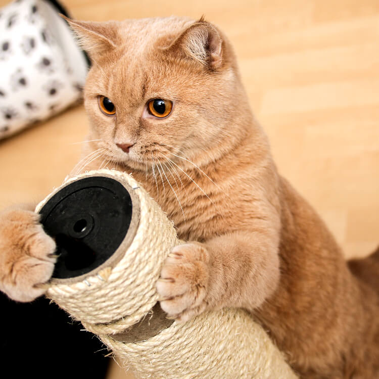 rascador para gatos hecho en casa