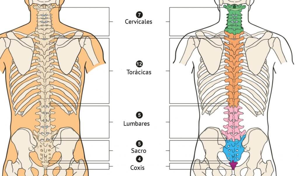 Partes de la columna